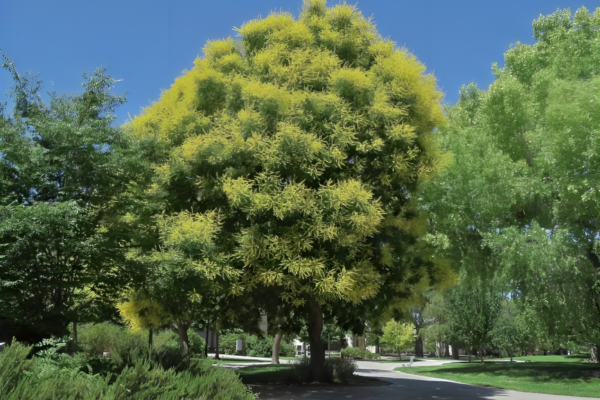 how often to water golden rain tree albuquerque