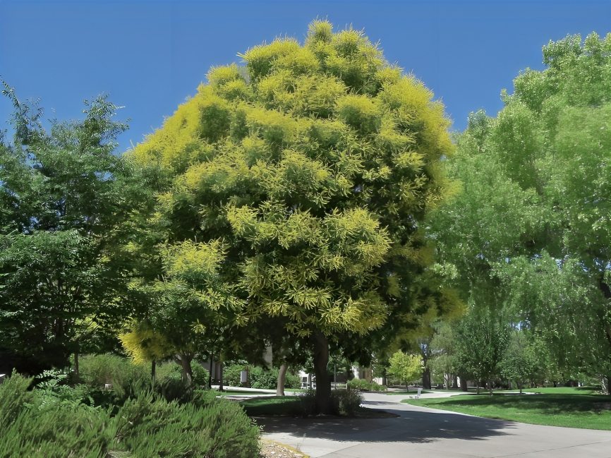 how often to water golden rain tree albuquerque